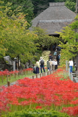 西方寺-158