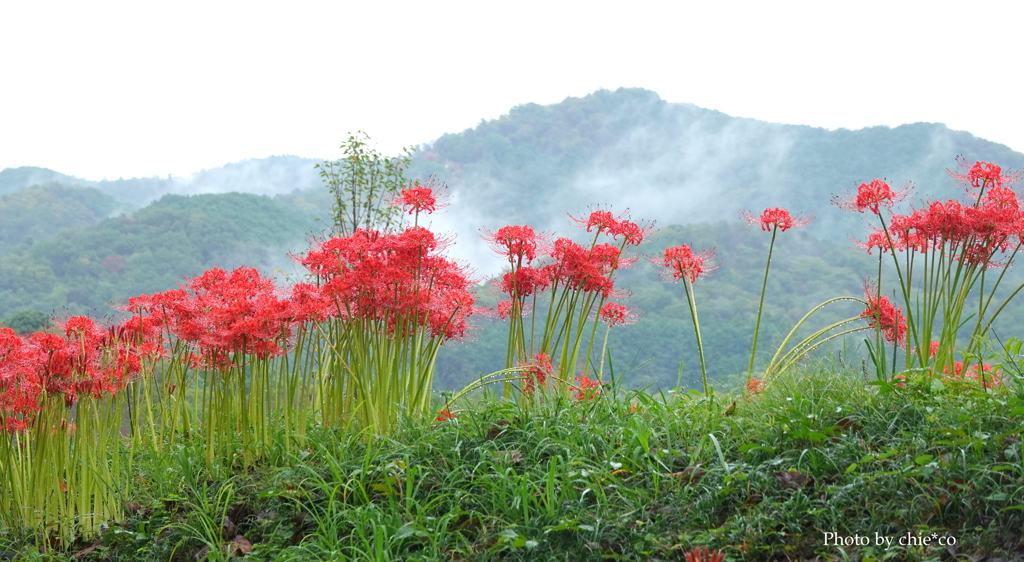 巾着田曼殊沙華公園-007