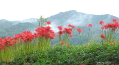 巾着田曼殊沙華公園-007