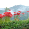巾着田曼殊沙華公園-007