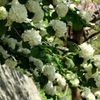 横須賀しょうぶ園-245