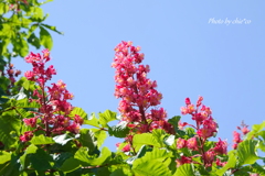アメリカ山公園-015