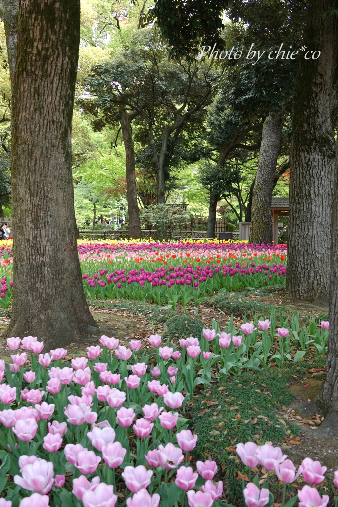 横浜公園-298