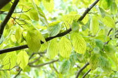 山手イタリア山庭園-134