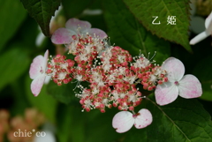 瀬戸神社-250