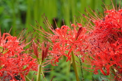 巾着田曼殊沙華公園-014