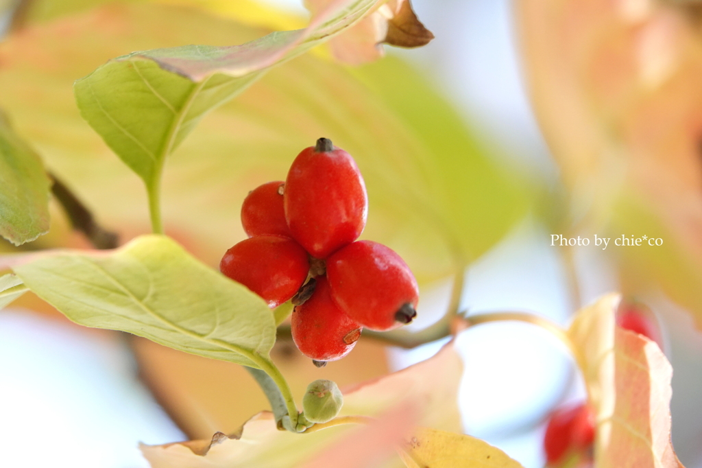 アメリカ山公園-064