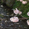 春めき桜-165