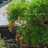 鎌倉-273