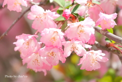 鎌倉～桜の季節-262