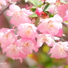 鎌倉～桜の季節-262