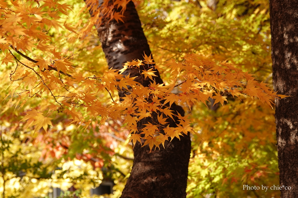 紅葉の河口湖畔-005