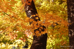 紅葉の河口湖畔-005