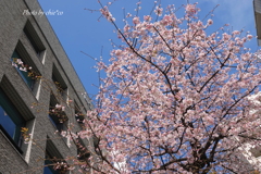 横浜関内　大寒桜-003