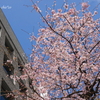 横浜関内　大寒桜-003