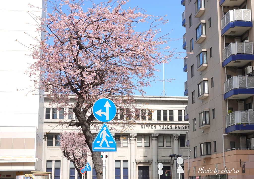 横浜関内　大寒桜-006