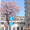 横浜関内　大寒桜-006