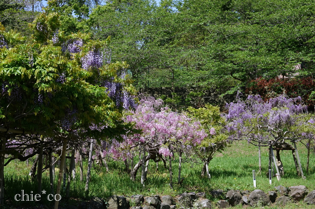 横須賀しょうぶ園-202