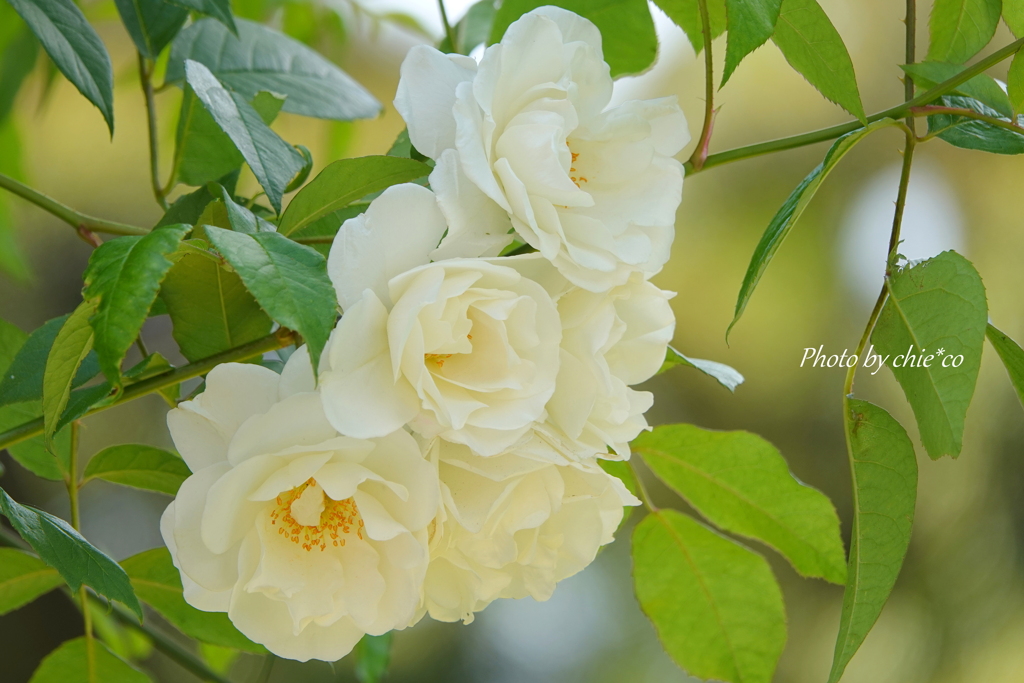 薔薇の咲く山下公園-178