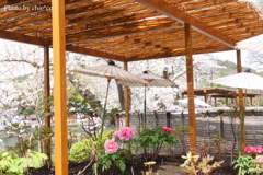 鎌倉～桜の季節-282
