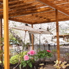 鎌倉～桜の季節-282