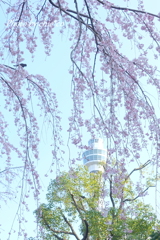 山下公園のしだれ桜-012