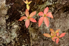 箱根美術館庭園-203