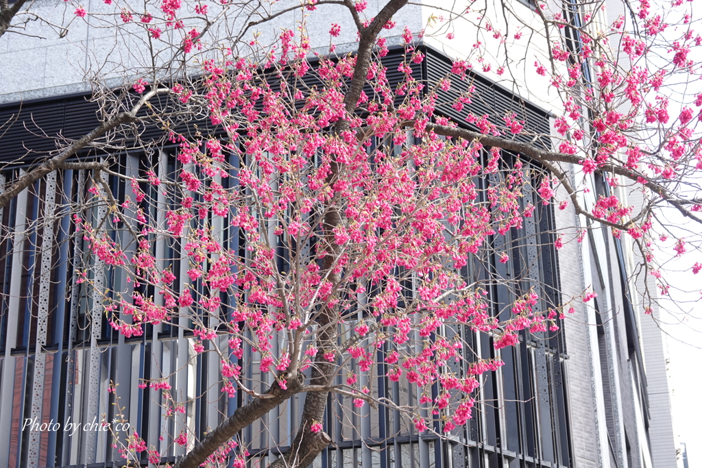横浜関内の寒緋桜-014