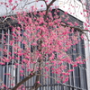 横浜関内の寒緋桜-014