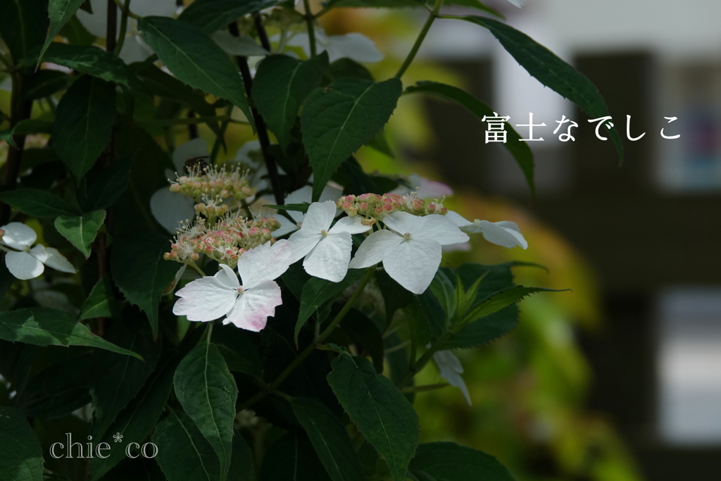 瀬戸神社-227