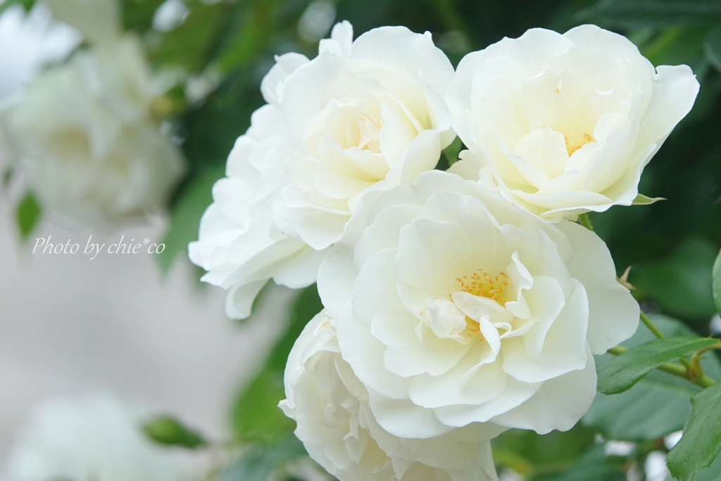 山下公園の薔薇たち・・-070