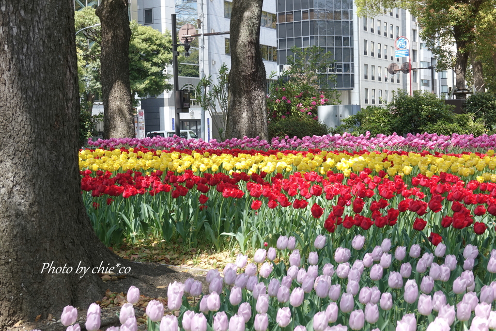横浜公園-239