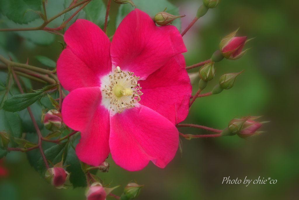 山下公園の薔薇たち・・-086
