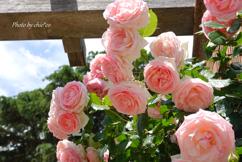 薔薇の咲く山下公園-204