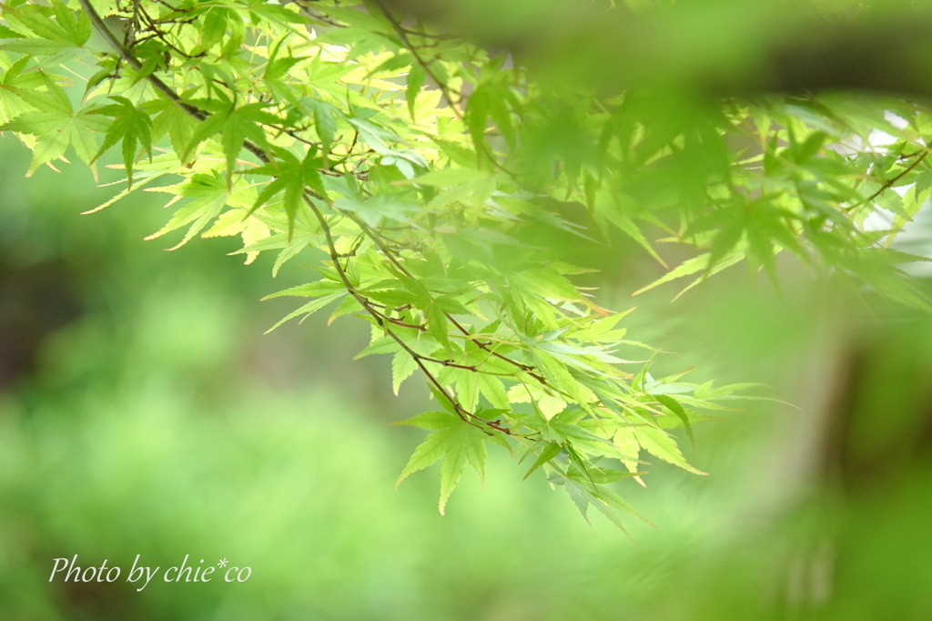 一条恵観山荘-329