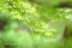 一条恵観山荘-329