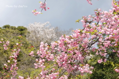鎌倉～桜の季節-256