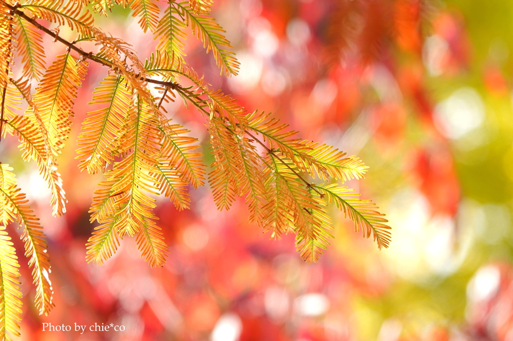 山手イタリア山庭園-172