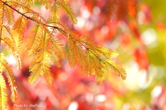 山手イタリア山庭園-172