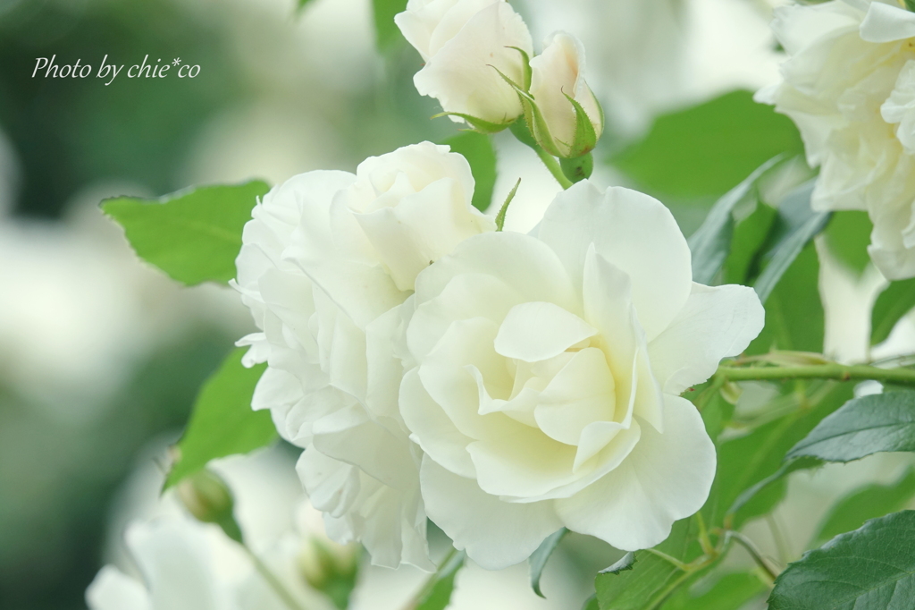 山下公園の薔薇たち・・-066