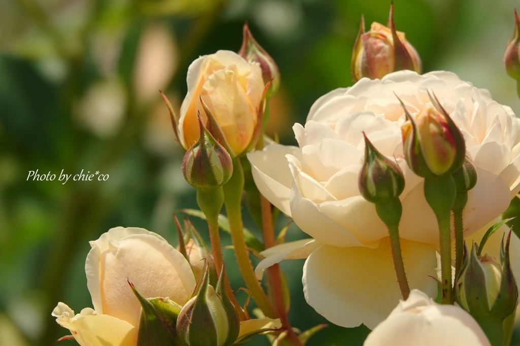 薔薇の咲く山下公園-195