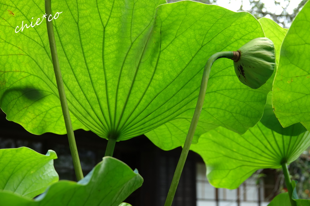 蓮の葉と花托。。