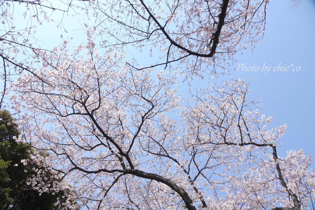 横浜＊桜さんぽ-222