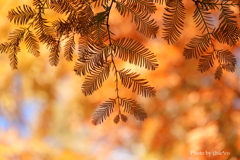 山手イタリア山庭園-173