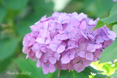 イタリア山庭園-176