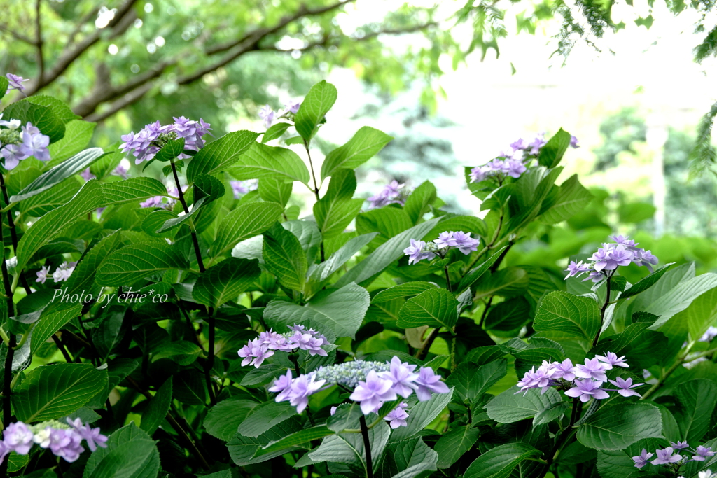 山手イタリア山庭園-174