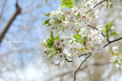 横浜＊桜さんぽ-218