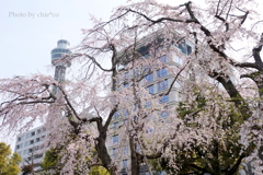 山下公園-160
