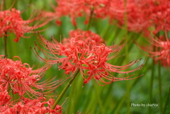 巾着田曼殊沙華公園-022