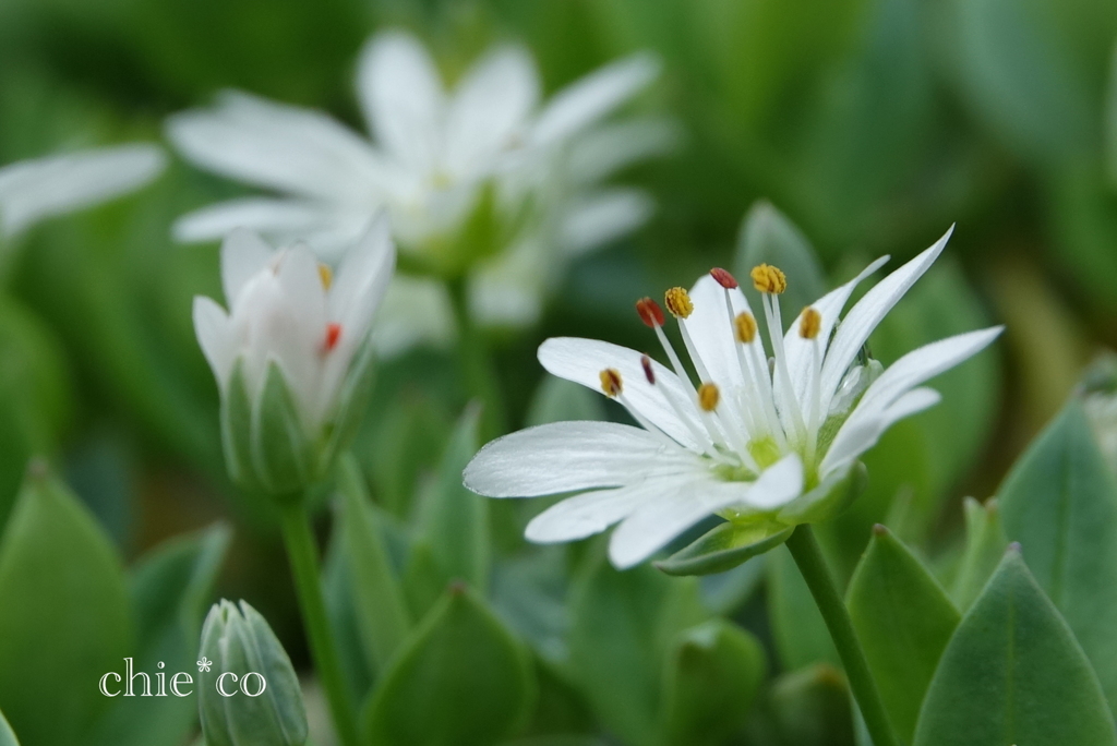 箱根湿生花園-251